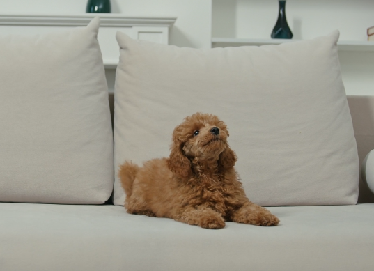 강아지 쇼파에서 발랄한 모습