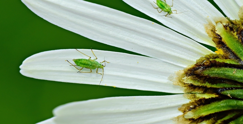 꽃에 붙어 있는 진딧물