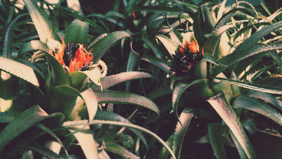 Schisandra.