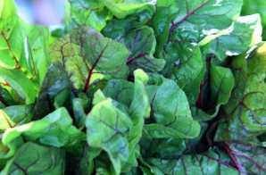 달래장의 알싸함과 참치의 고소함이 폭발하는 그리들 볶음밥