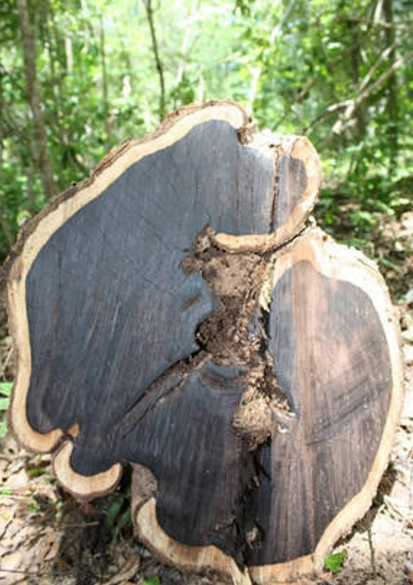 세계에서 가장 비싼 목재 What is the Most Expensive Wood in the World?