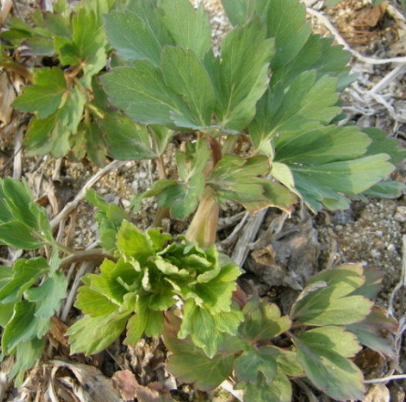 방풍나물 효능 부작용 요리 고르는법 칼로리