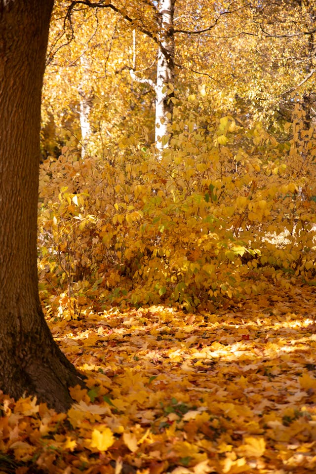 10월 절정 단풍 명소 가이드