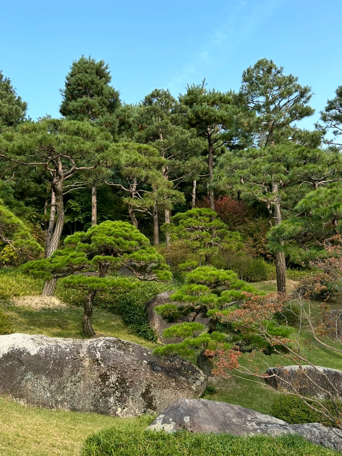 화담숲 소나무정원