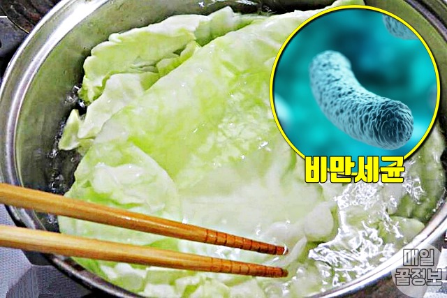 비만세균 잡는 프롤린유산균 많은 음식,양배추