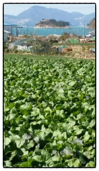 갓 재배 직파 재배 빠른 수확 잎 따기_8