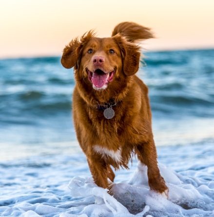 강아지 훈련 초보자를 위한 기본 훈련법과 실천 가이드