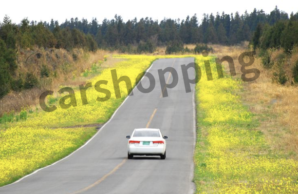 자동차 1일단기보험료