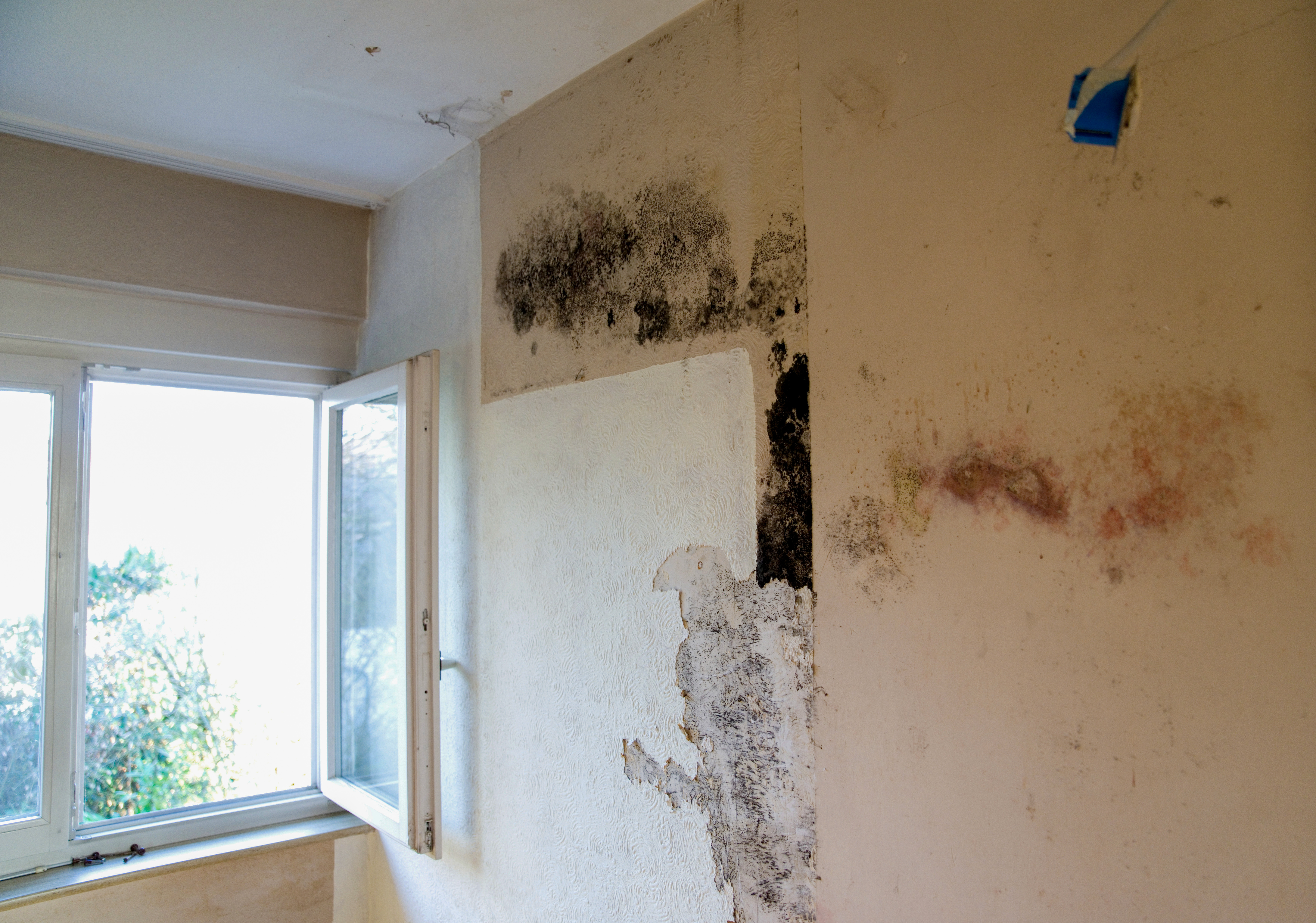 벽에 곰팡이가 피어있다