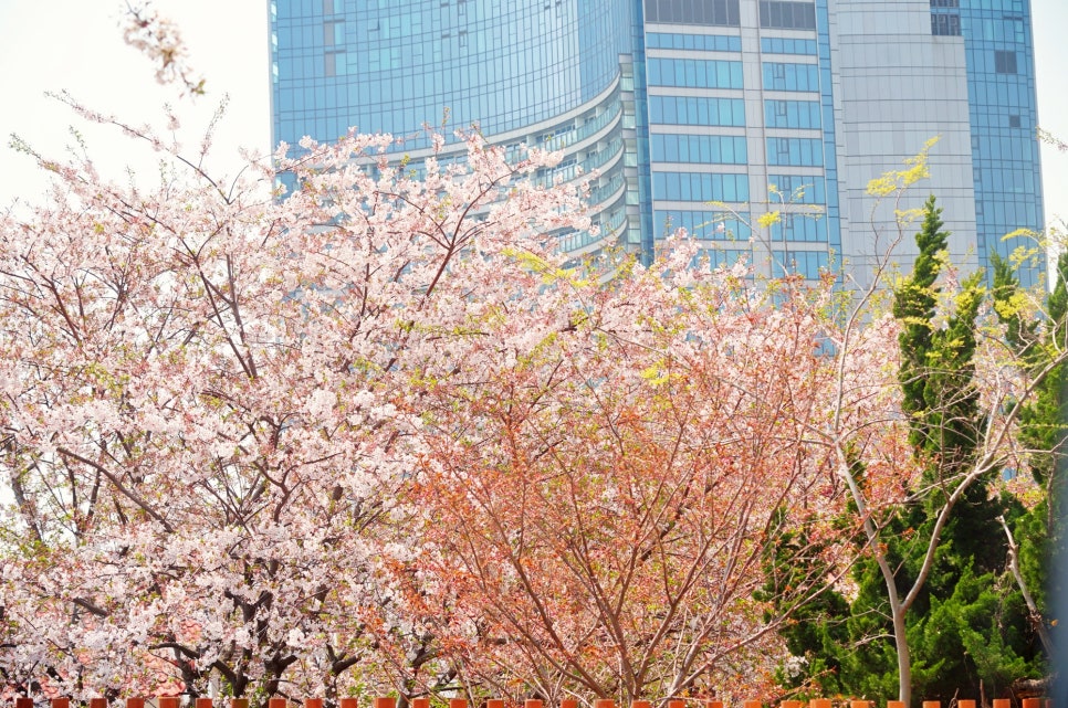 벚꽃명소