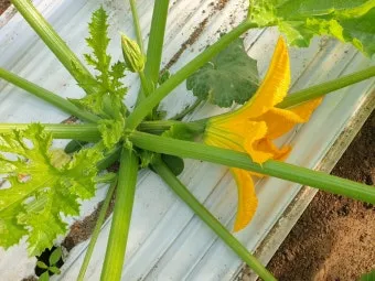 주키니 재배 모종 활착 순치기 수확 타이밍_9