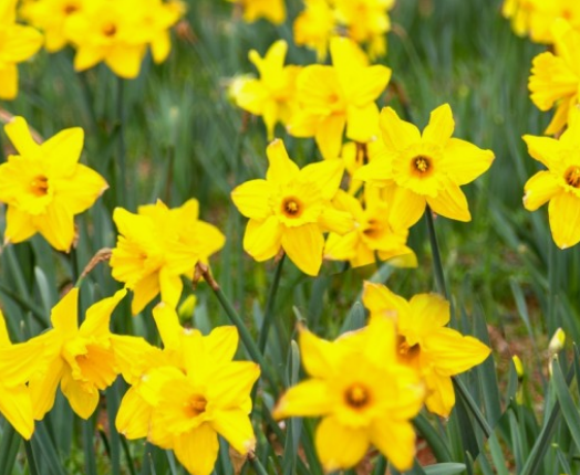 전국수선화명소