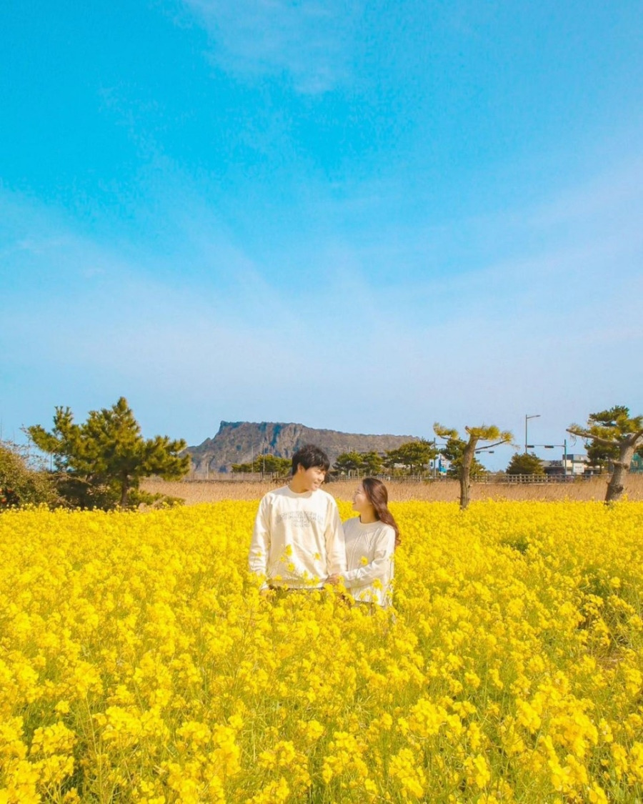 제주 유채꽃 축제