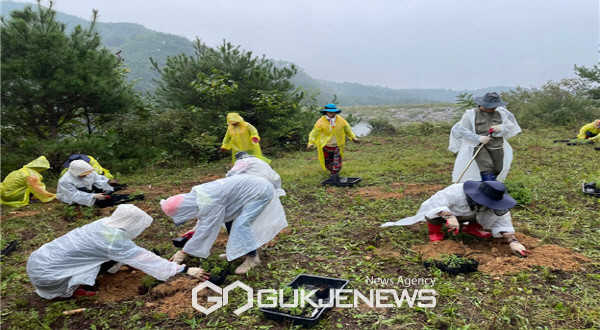 생태계교란식물 제거작업하는 사진