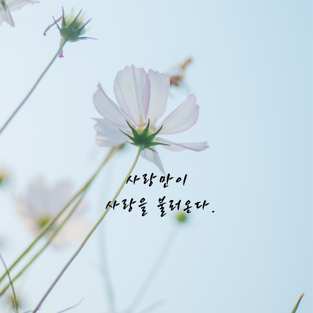 짧고 좋은 사랑 글귀 좋은글 문구 이미지 모음