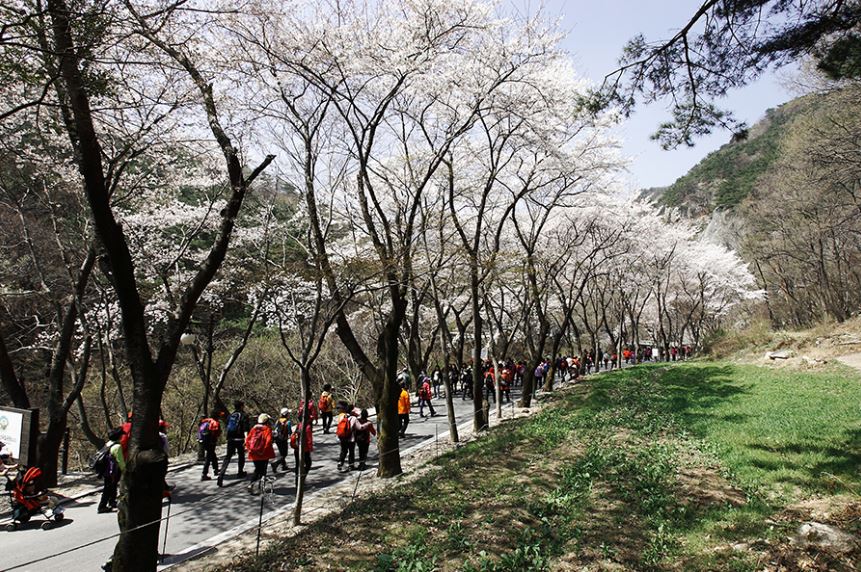 동학사 벚꽃축제 일정