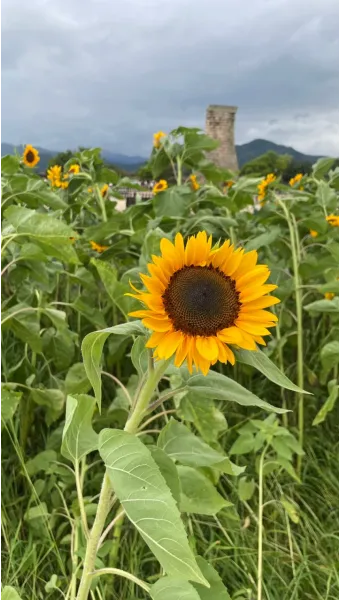 해바라기길 산책 시간 그늘 벤치 위치 휴식 포인트_17