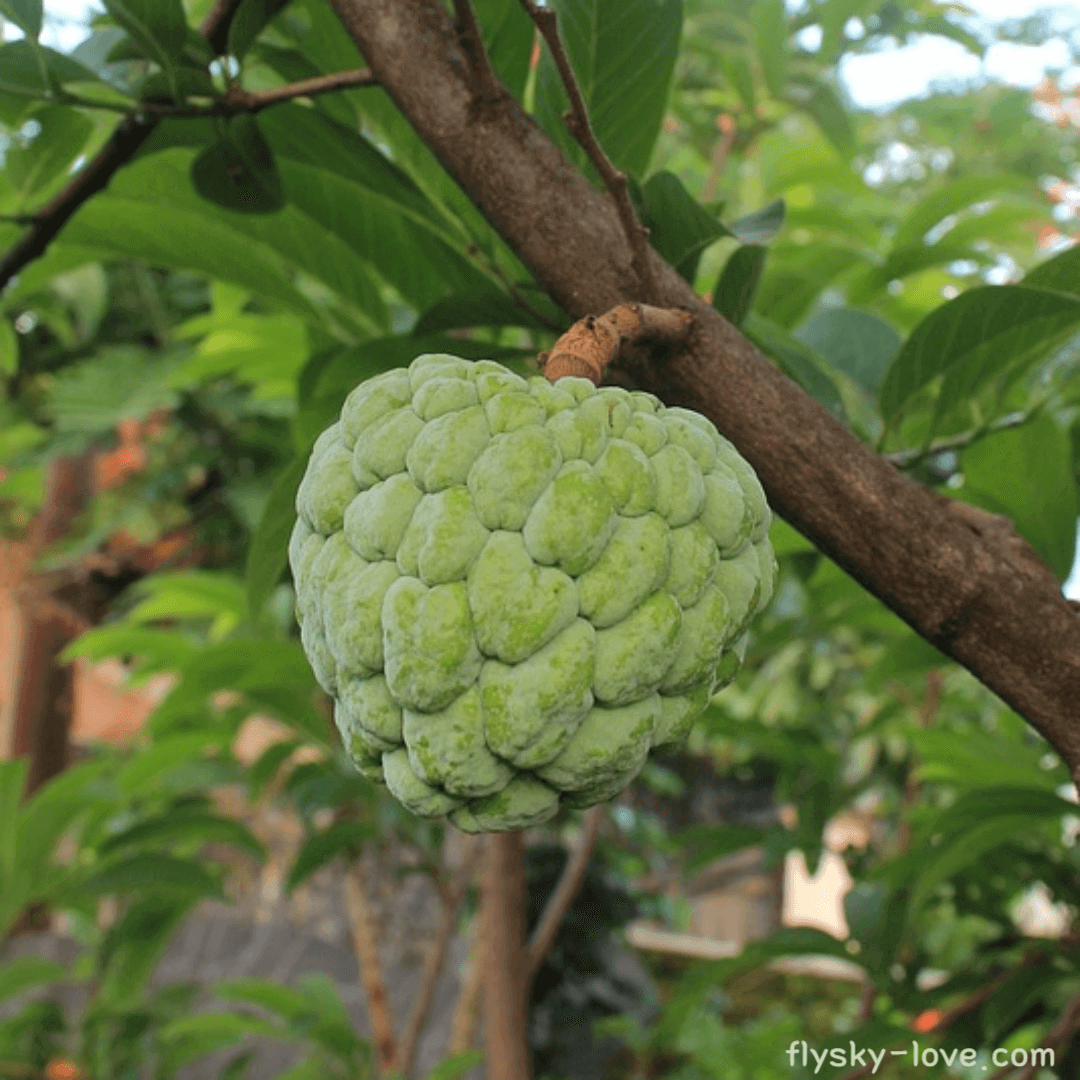 체리모야 (Cherimoya)