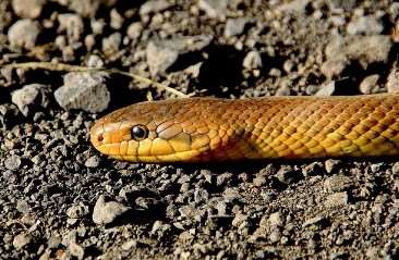 2026년 병오년 뱀띠 운세 총정리｜무료 신년운세 보는 방법