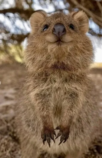 쿼카 웃는 동물 행복한 동물 특징 성격_3