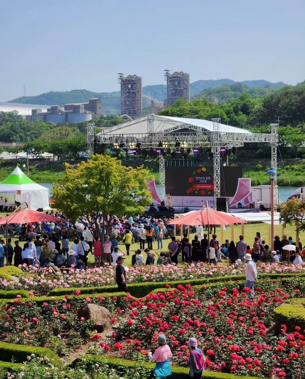 삼척 장미축제