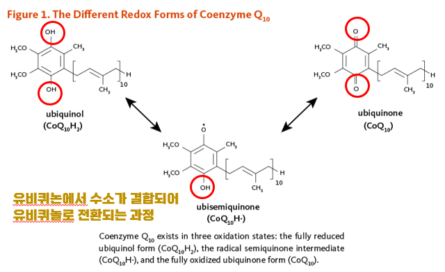 코엔자임 Q10 코큐텐 COQ10 영양제 심혈관 고혈압 스타틴 심장 에너지 미토콘드리아 유비퀴놀 유비퀴논 선택방법 제품추천
