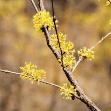 이천 산수유축제