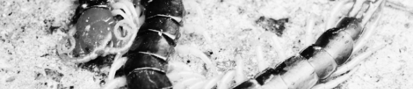 집지네 퇴치방법 활용