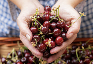 체리의효능몸에좋은이유