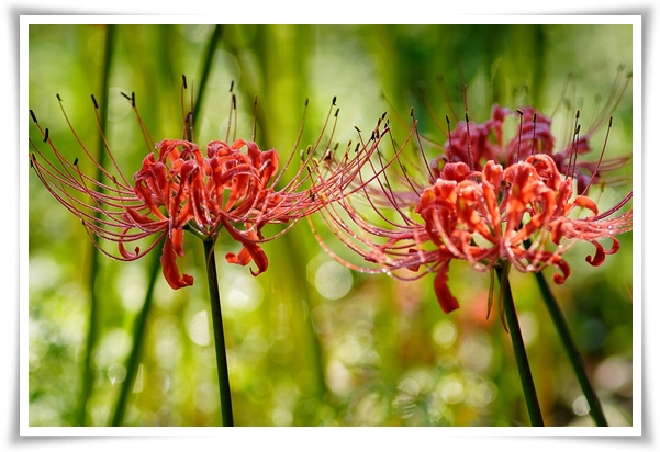 &quot;상사화&quot; 이루어질 수 없는 사랑의 꽃, 그 아름다움과 가치!