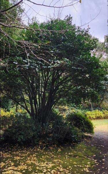 제주 남국사 : 삼나무 길과 수국이 아름다운 비밀 정원 제주 시내 작은 절