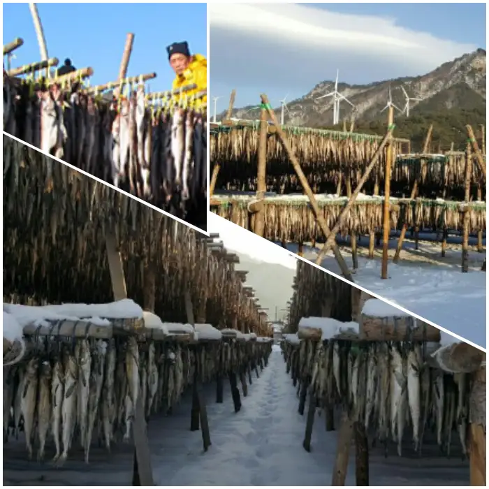 강원도 인제 용대리 황태 황태채 파는 곳 전국 택배 온라인 전화 주문 추천