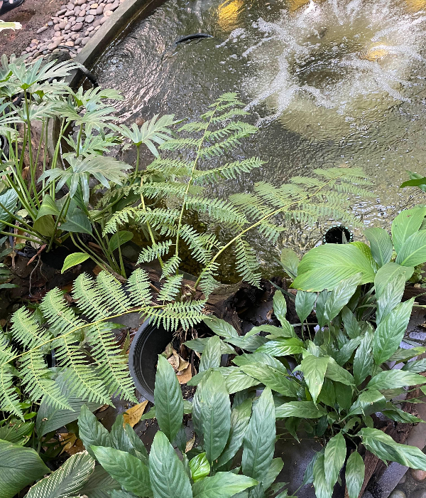 fern forest cafe