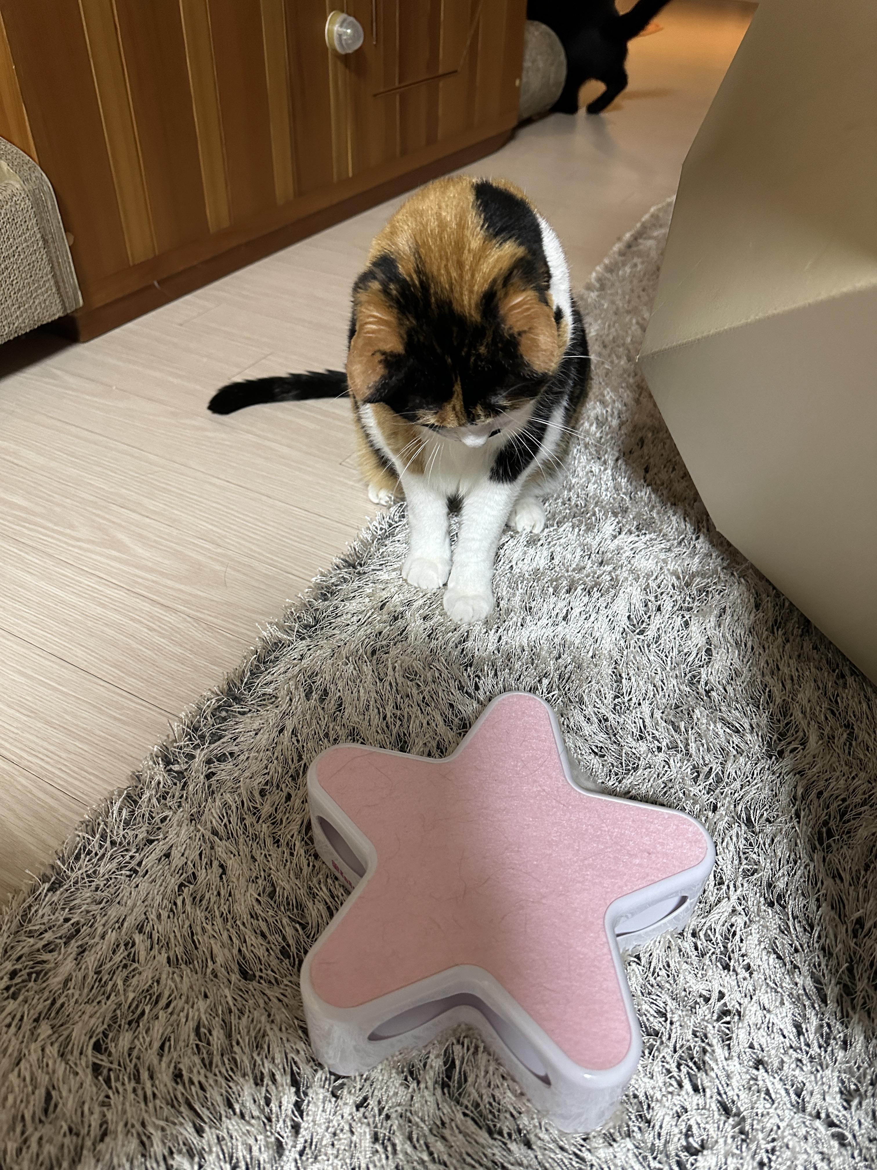 좋아하는_장난감을_내려다보고_있는_다다