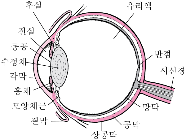 눈의 해부학도에 대해서 정보를 제공합니다.