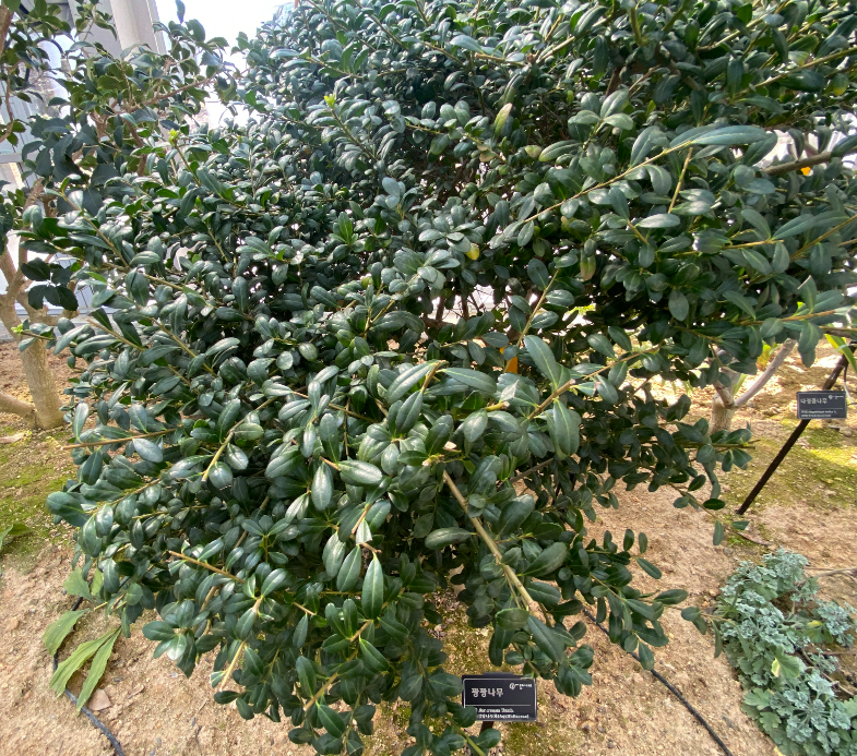 꽝꽝나무 수형1