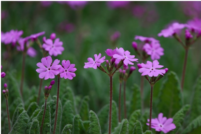 2025년 개화 시기 전망: 봄꽃의 향연을 미리 준비하세요