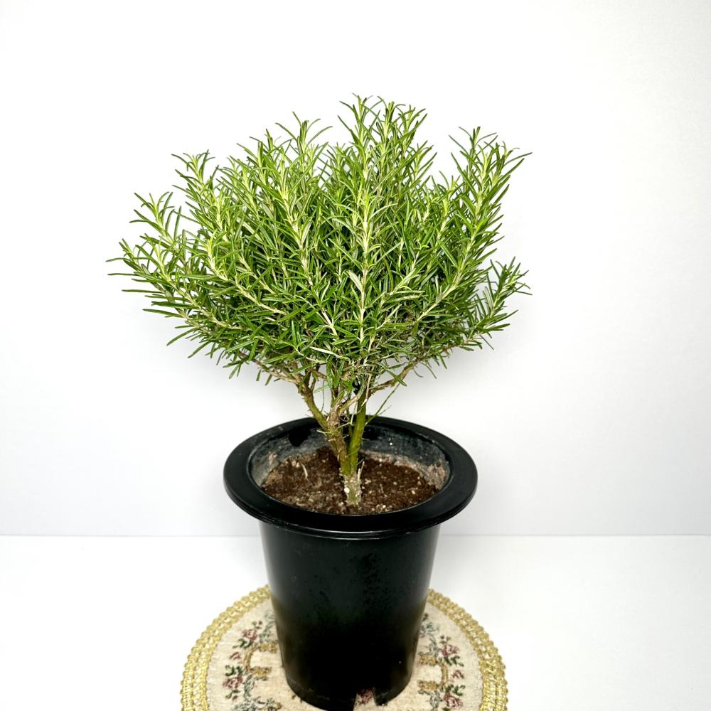 집에서 로즈마리 키우기