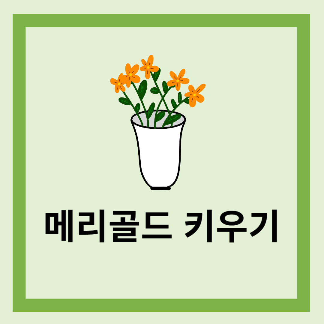 메리골드
