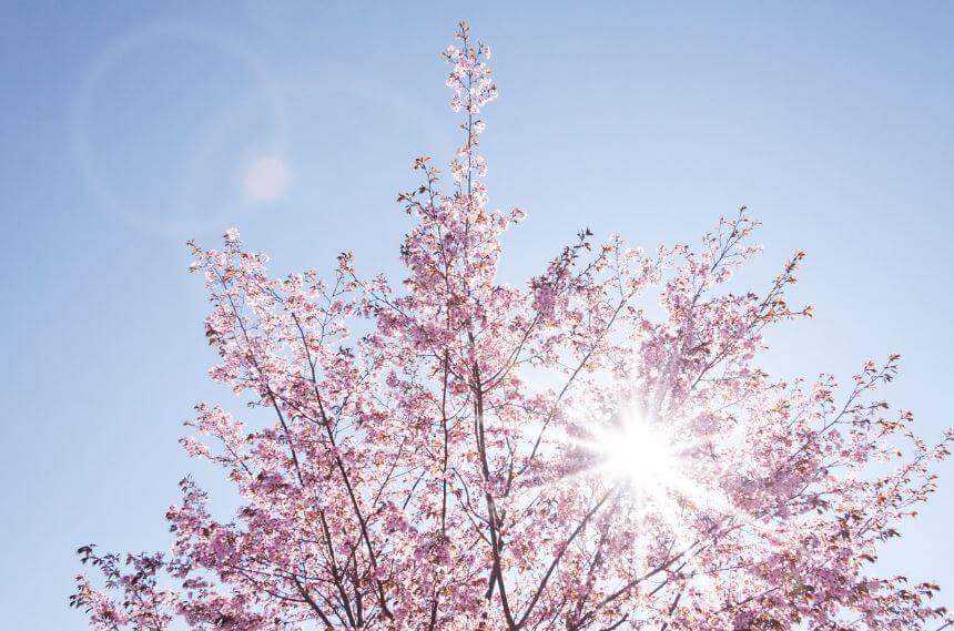 진해 벚꽃 축제