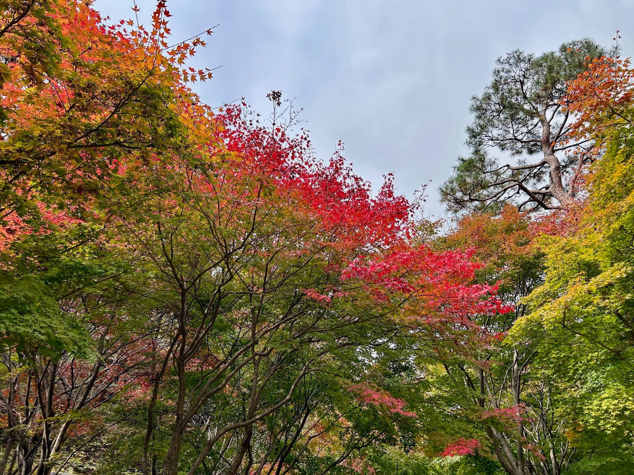 2024년 화담숲 10월 말 가을 단풍4