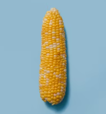 옥수수 효능과 부작용 영양성분 고르는법 칼로리