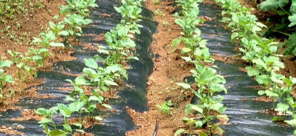 지역별 들깨 파종시기