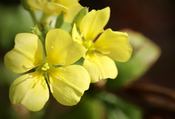 달맞이꽃 종자유 감마리놀렌산