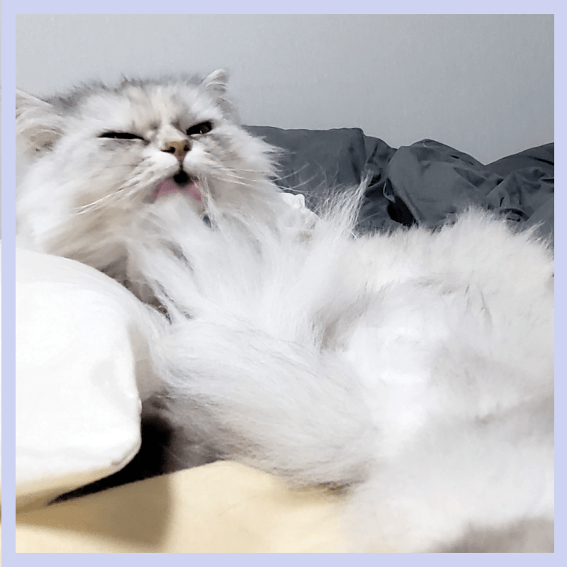 고양이-헤어볼-구토