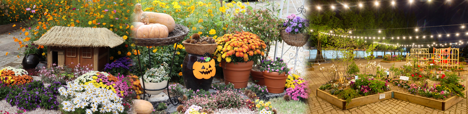 고양시 꽃박람회 시민정원