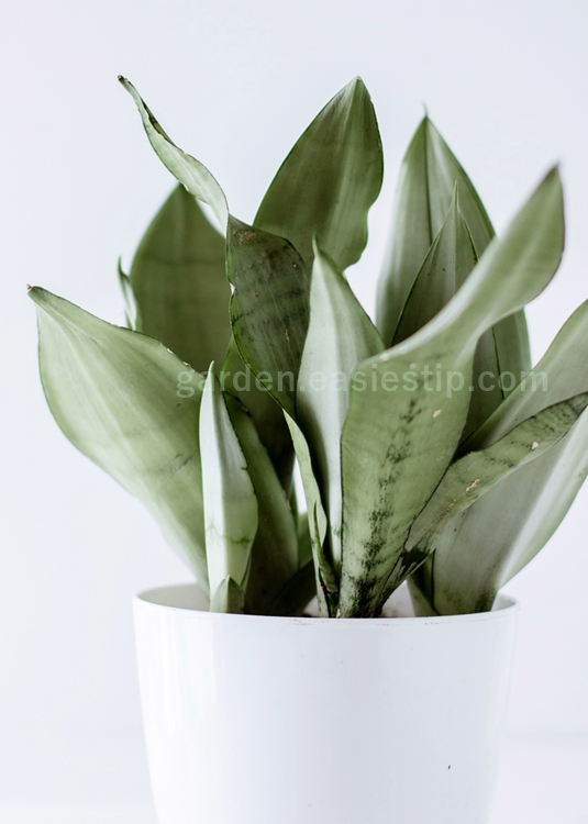 산세베리아와 문샤인