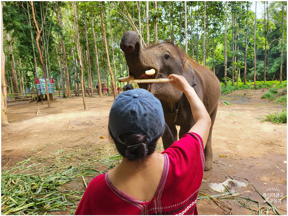 치앙마이 코끼리 보호구역