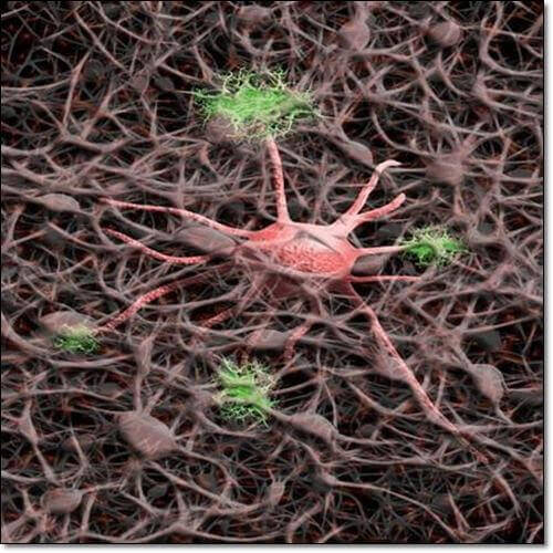 미토콘드리아 기질