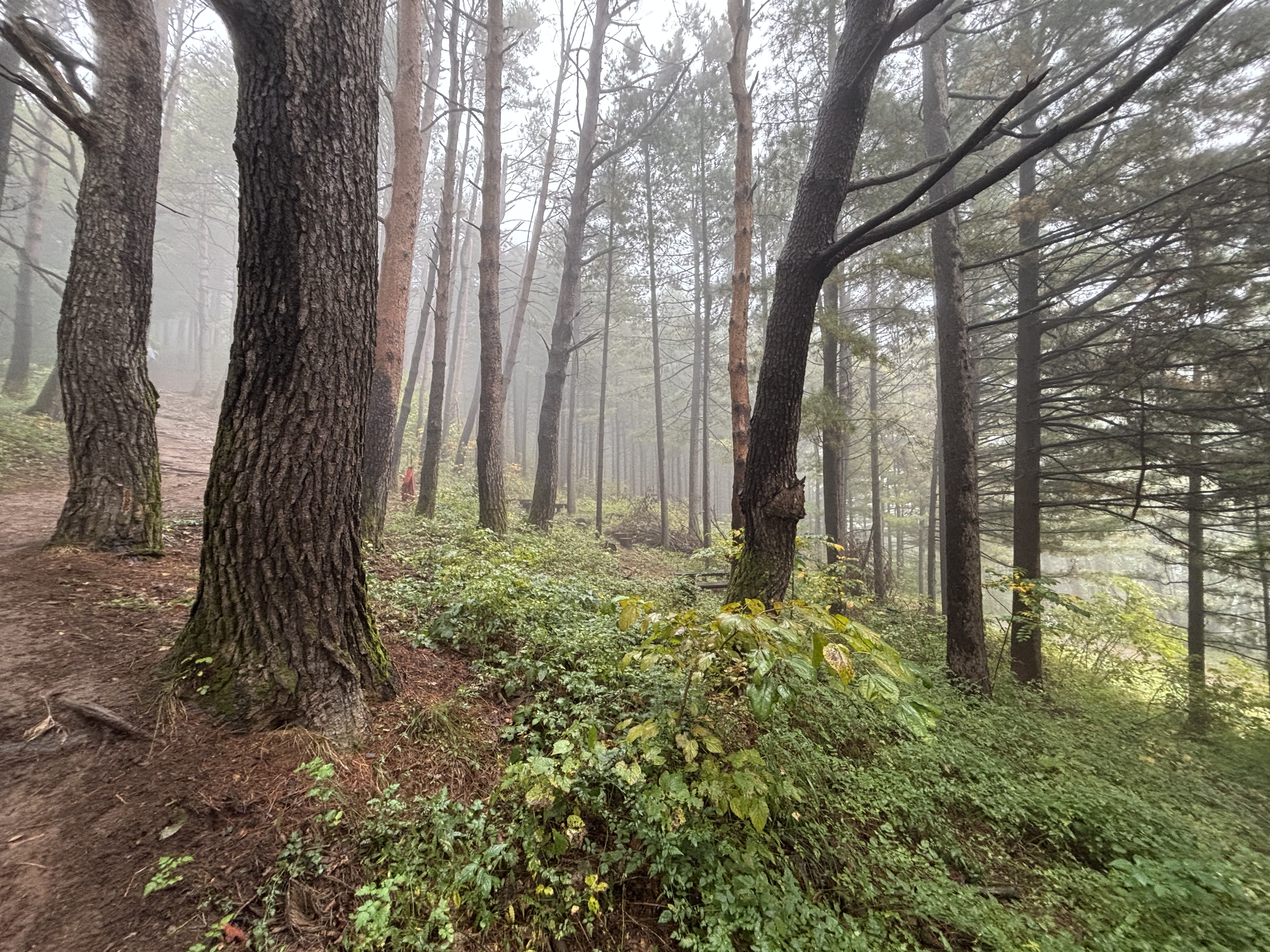 민둥산